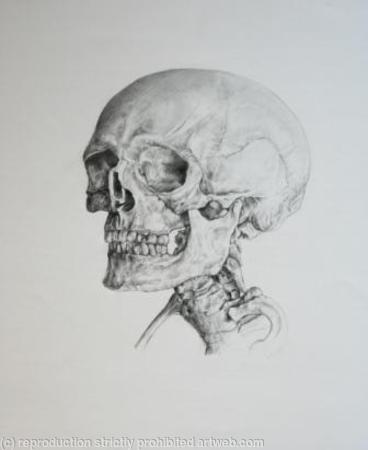 Skeleton Study 6