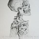 Skeleton Study 2 - 