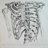 Skeleton Study 4 - 