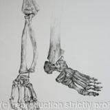 Skeleton Study 3 - 