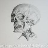 Skeleton Study 6 - 