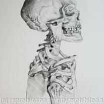 Skeleton Study 2
