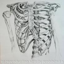 Skeleton Study 4