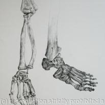 Skeleton Study 3
