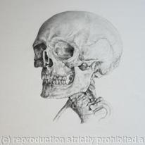 Skeleton Study 6