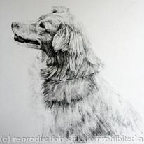 Animal Drawings
