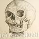 Skull Study