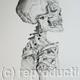 Skeleton Study 2