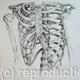 Skeleton Study 4