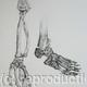 Skeleton Study 3