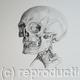 Skeleton Study 6