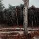 Silver Birch.