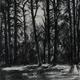 Tree Drawing 1