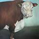Bull