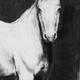 Horse Head Drawing