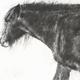 Horse Drawing 2