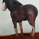 Shire Horse