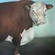 Animal Painting 