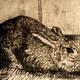 Rabbit 2