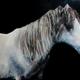 Horse Study 2