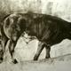 Bull Drawing 1