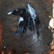 Crow 1