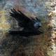 Crow 2