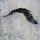 Crow flying 2