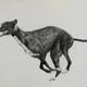 Greyhound 1