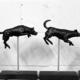 Small leaping dogs