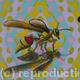 Wasp