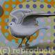 Seagull