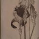 study of Irises