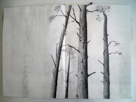 Tree Study
