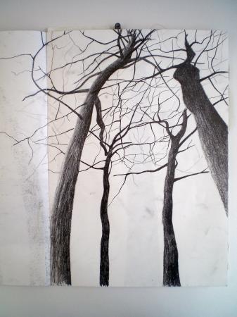 Tree Study