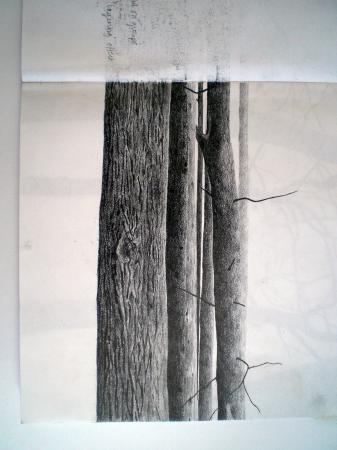 Woodland Study 2