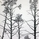 Detail from The Element… | | | Graphite on Somerset Paper Detail from The Element…