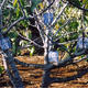 women in trees