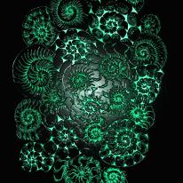 ammonites jade