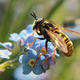 Honey Bee