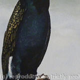 Cormorant - Acrylic and oil on canvas