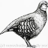 Partridge - Relief print