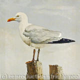 Herring Gull - Acrylic and oil on canvas