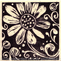 daisy