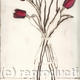 tulipa