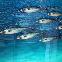 Simon Royer, Shoal