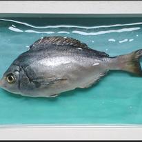 Simon Royer: Brighton Bream