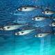 Simon Royer, Shoal