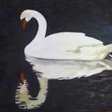 Lonely swan - 