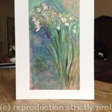 Acidanthera greetings card - Print